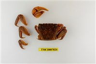 藏品(福曼新脹蟹)的圖片